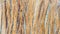 Background texture - close up of tree bark pattern