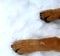 Background texture dog 2 paws on snow young animal playing