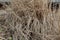 Background texture of dried ornamental grasses