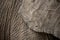 Background texture of Elephant Ear.