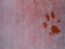 Background texture footprint paw dog on dirty floor