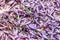 Background texture of fresh saffron flowers