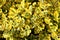 Background texture of Golden Euonymus or Euonymus japonicus Aureo marginatus evergreen shrub with large oval shaped dark forest