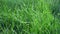 Background texture green grass park