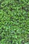 Background Texture Of A Green Hedge