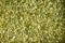Background texture of green hulled pumpkin seeds