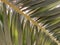 Background texture: green leaf of a southern palm tree. Concept: Summer vacation in a warm climate under the sun. Tropical palm
