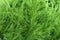 Background texture of green nylon or acrylic yarn with a long thick pile for knitting by hand or hobby resembles grass