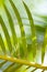 Background Texture of a Green Palm Leaf