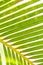 Background Texture of a Green Palm Leaf