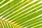 Background Texture of a Green Palm Leaf