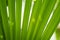 Background Texture of a Green Palm Leaf