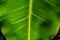 Background, texture, Green plantain leaf
