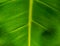 Background, texture, Green plantain leaf