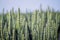Background, texture of green wheat ears. Maturation of a crop of grain crops_
