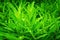 Background texture of hedychium coronarium leaves