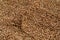 Background texture of a large pile of buckwheat. Many buckwheat grains close-up in dayligh