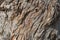 Background texture of layers of tree bark, thin and twisted, copy space
