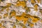 Background texture - lichen on the rock surface