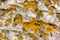 Background texture - lichen on the rock surface