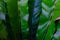 Background texture,line texture palm leaf.