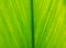 Background texture,line texture palm leaf. Green leaves plan leaf background.