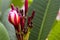 Background texture nature colorful red frangipani macro photo postcard style