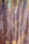 Background texture of an old rusty metal surface with faded colors