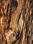 Background Texture old wooded tree log from a forest