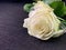 Background texture: open buds of white roses. Blooming white petals, beautiful roses. Bouquet of fresh, spring flowers