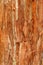 Background Texture of a Paperbark Tree