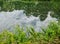 Background texture pattern of algea forming thick layer on water surface