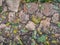 Background. Texture. Pavement made of stones