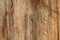 Background texture photo of petrified ancient wood changing into