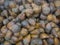 background texture of a pile of Thorny palm or snake fruit or salak