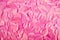 Background texture of pink dyed bird feathers