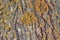 Background from texture of poplar bark with lichen. Close up.