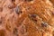 Background texture of a porous brown bread