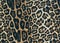 Background of texture of print fabric striped leopard,Animal ski