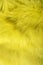 Background texture of rabbit fur yellow color.