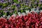 Background or texture of red colors of begonia and blue ageratum