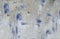 Background texture of rough paint strokes with blue and gray