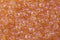 Background texture of salmon fish red caviar. Macro shot trout caviar texture pattern