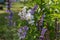 Background or Texture of Salvia nemorosa `Caradonna` Balkan Clary , Nepeta fassenii `Six Hills Giant`, snapdragon