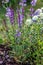Background or Texture of Salvia nemorosa `Caradonna` Balkan Clary , Nepeta fassenii `Six Hills Giant`, snapdragon