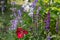 Background or Texture of Salvia nemorosa `Caradonna` Balkan Clary , Nepeta fassenii `Six Hills Giant`, snapdragon