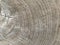 Background texture: sectional oak log. The structure of the sawn tree trunk. Oak stump, circles of life
