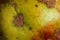 Background from the texture of the skin of a sick apple