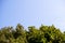 Background, the texture of the sky above the green crowns of maples