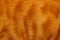 Background texture striped ginger catt fur, wool